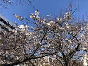 中目黒の桜